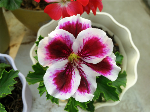 20140522_072500.jpg