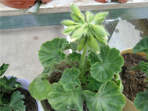20140521_065502.jpg