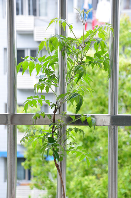 DSC_9419_副本.jpg