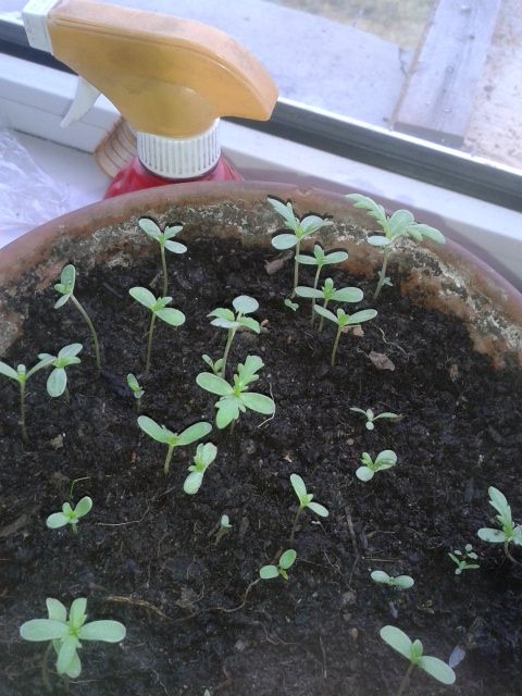 20140521_061729_1.jpg