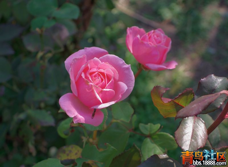 20121030_cc2e7b0d7cb8992d794bP2CJLE8KxIaU_副本.jpg