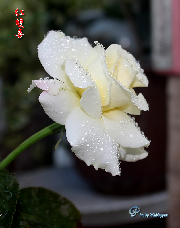 IMG_0195h.jpg