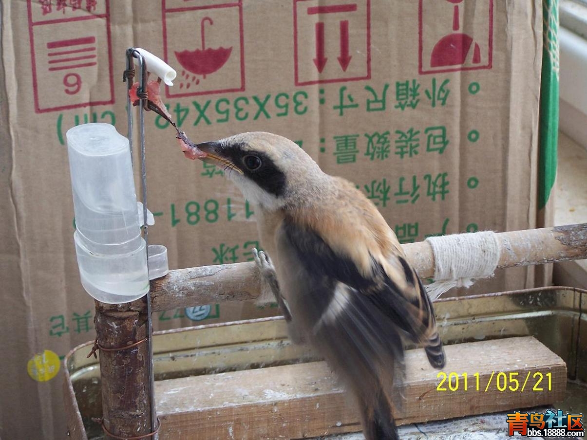 白斑3.JPG