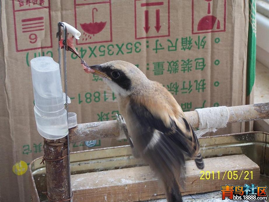 白斑.JPG