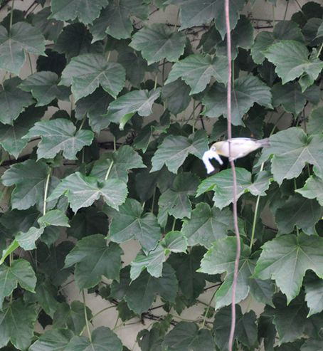 DSC_0072_副本.jpg