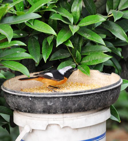 DSC_0054_副本.jpg