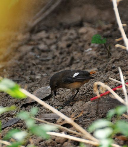 DSC_0029_副本.jpg