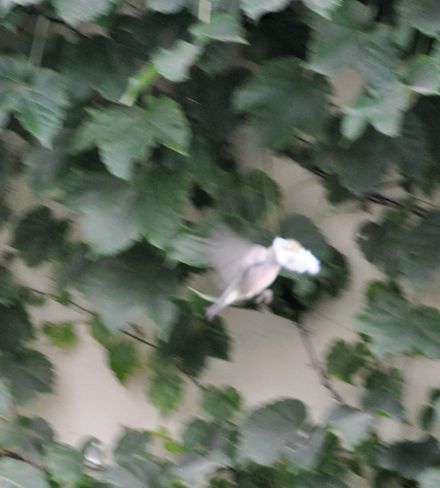 DSC_0123_副本.jpg