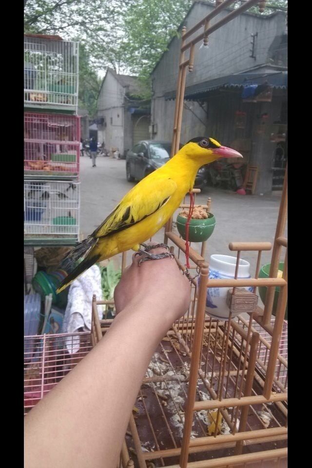黄鹂.jpg