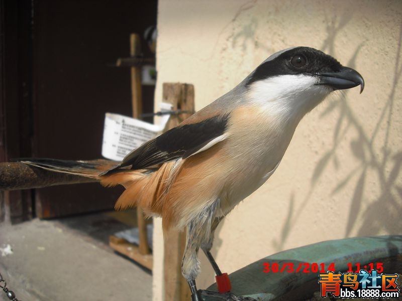 CIMG3823_副本.jpg