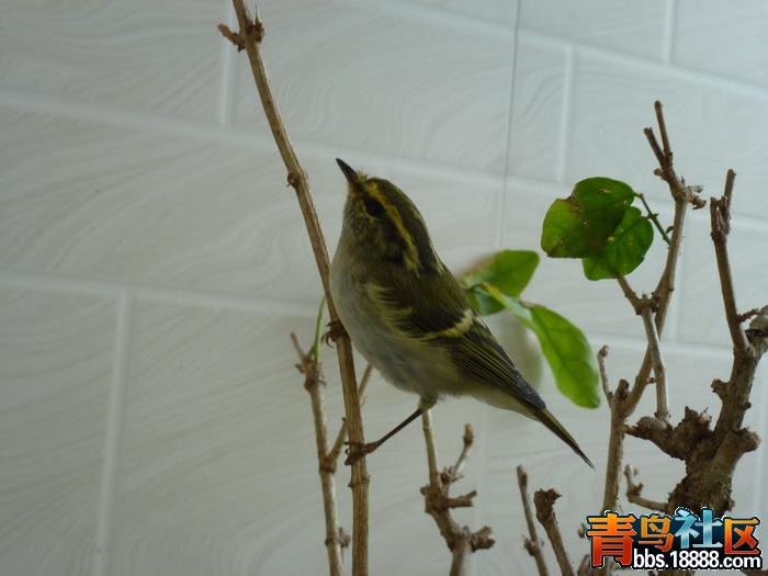 P1060459_调整大小.jpg