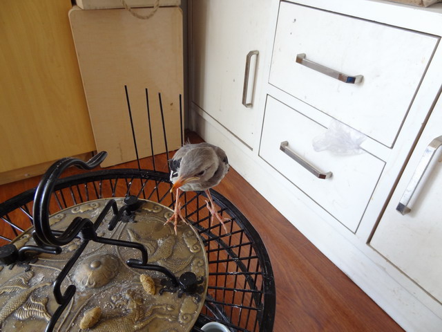 DSC08153-1.JPG