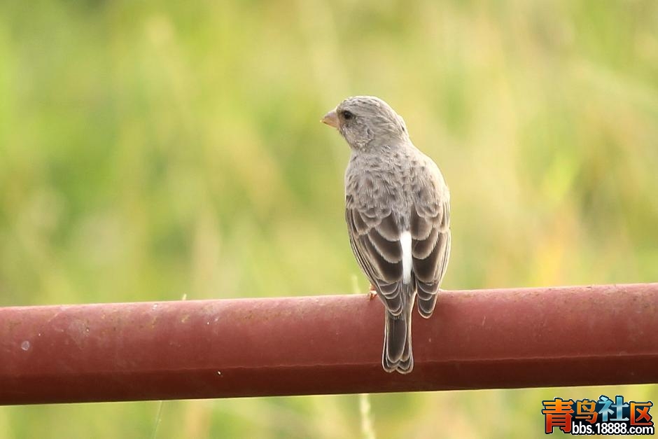 White-rumped Seedeater (Serinus leucopygius).jpg
