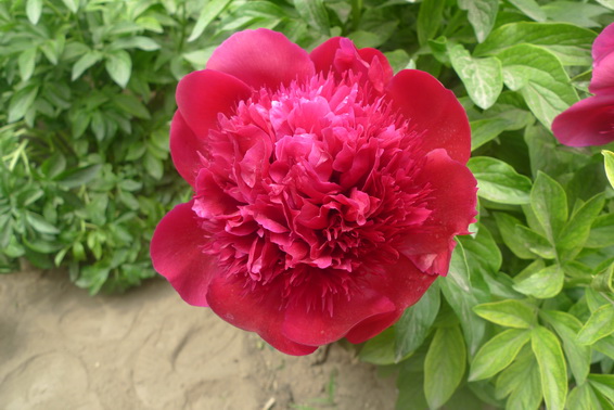 P1020142_调整大小.JPG