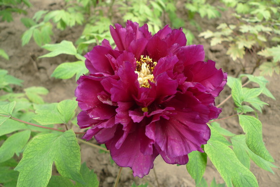 P1020130_调整大小.JPG