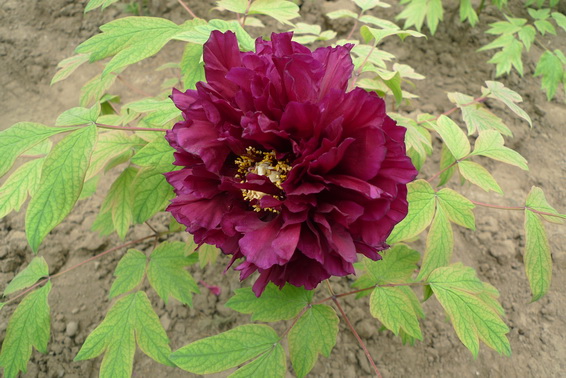 P1020128_调整大小.JPG