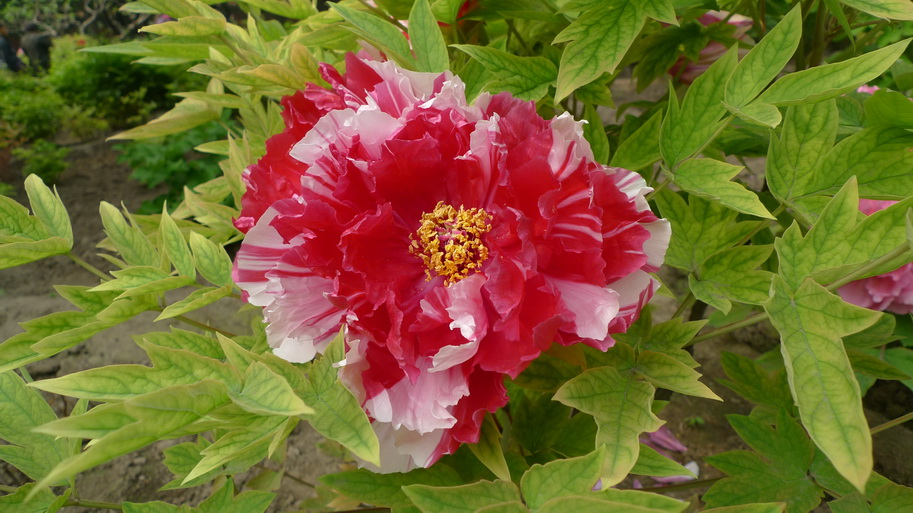 P1040391_调整大小.JPG