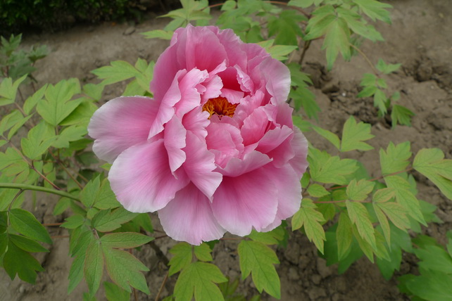 P1020126_调整大小.JPG