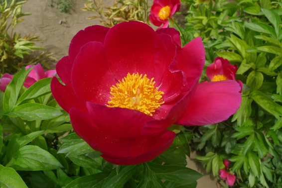 P1020149_调整大小.JPG