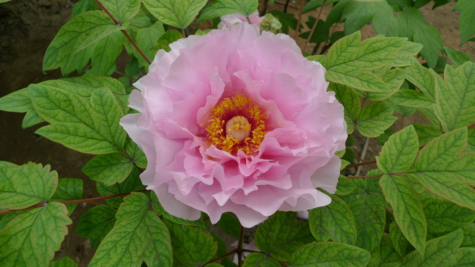 P1040400_调整大小.JPG