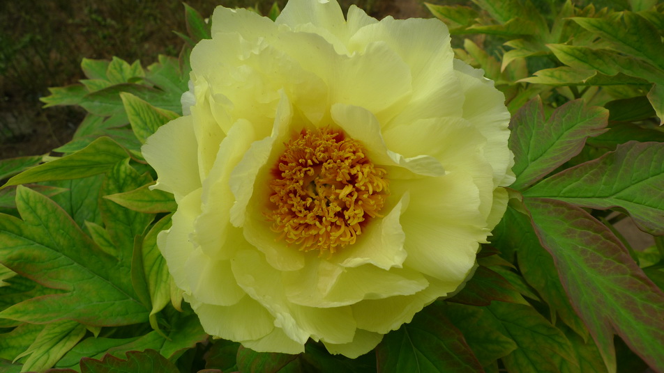 P1040388_调整大小.JPG