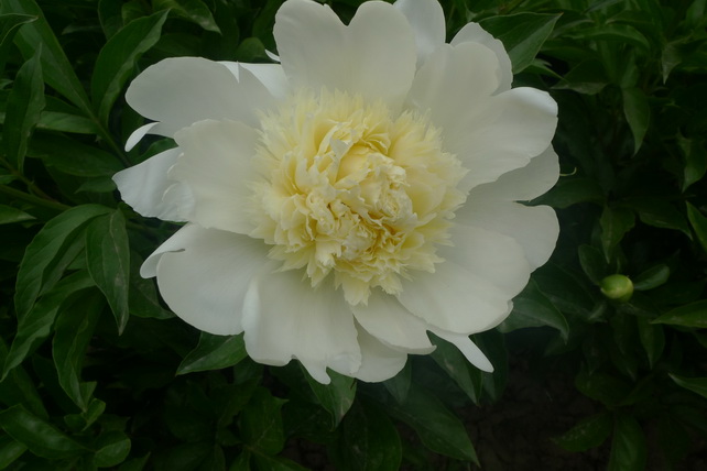 P1020144_调整大小.JPG