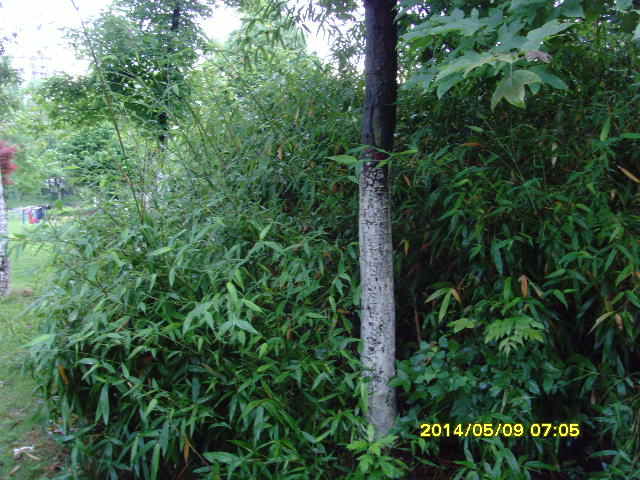 SNV37661.JPG