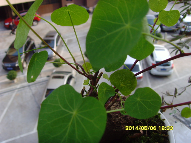 SNV37642.JPG