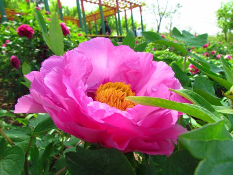 IMG_8036.JPG