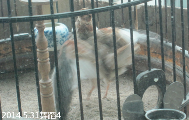 IMG_2684.JPG