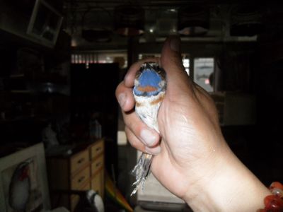 SDC16328.JPG