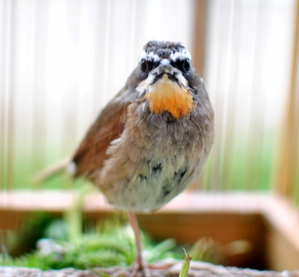 DSC_0049_conew1.jpg