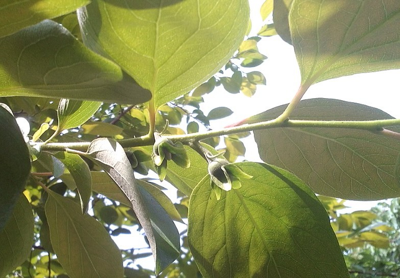P_20140427_111609_1_1.jpg