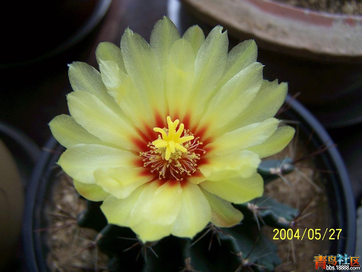 文化节153.JPG
