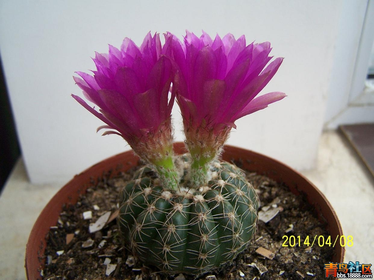 文化节081.JPG