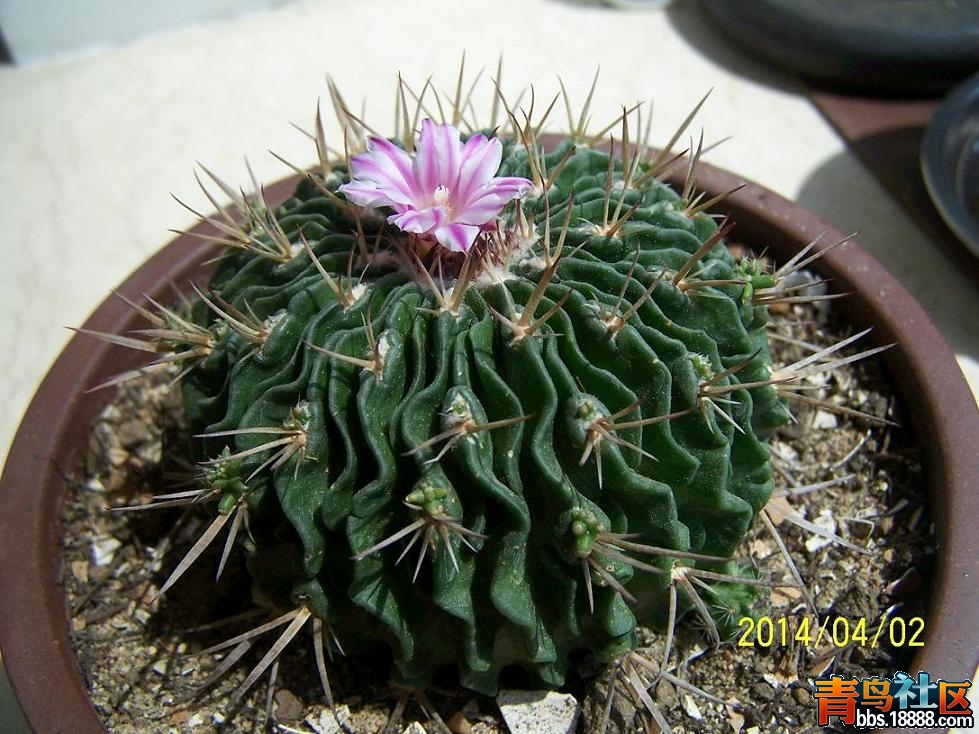 文化节071.JPG