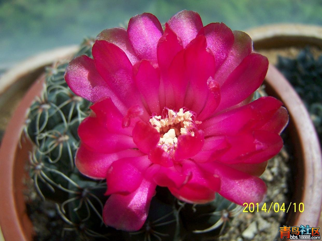 文化节092.JPG