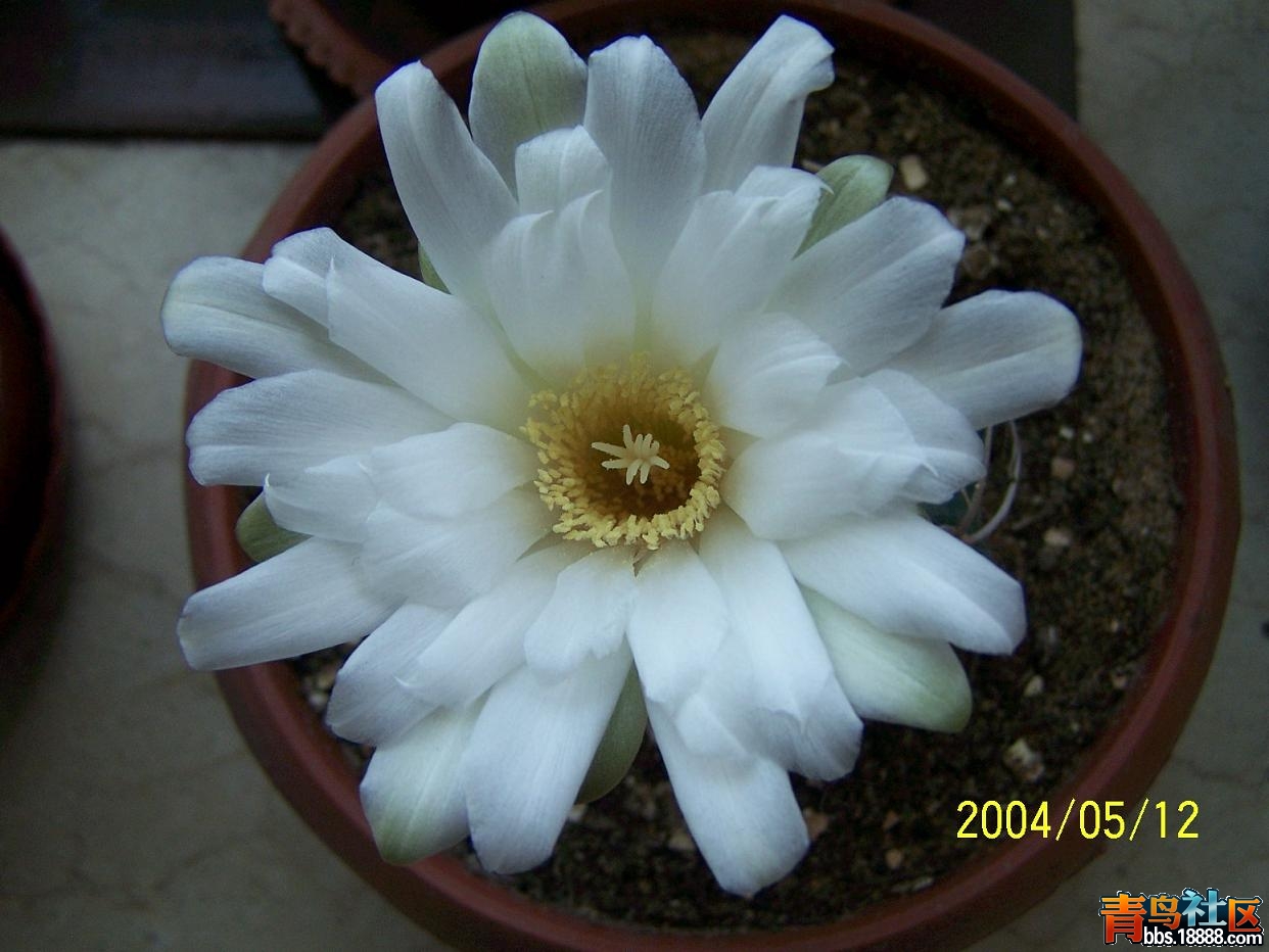 文化节142.JPG