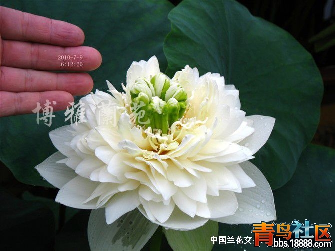 20130324203143364336.jpg