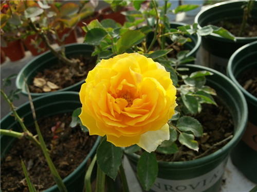 20140528_070248.jpg
