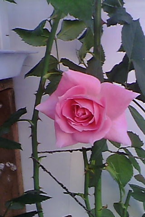 IMG_008111117.jpg