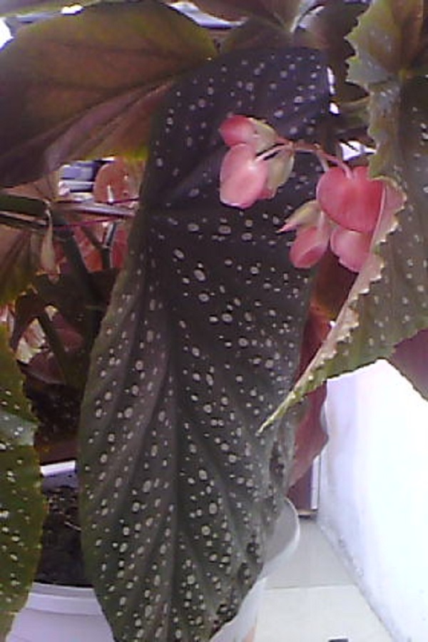 IMG_0076111.jpg