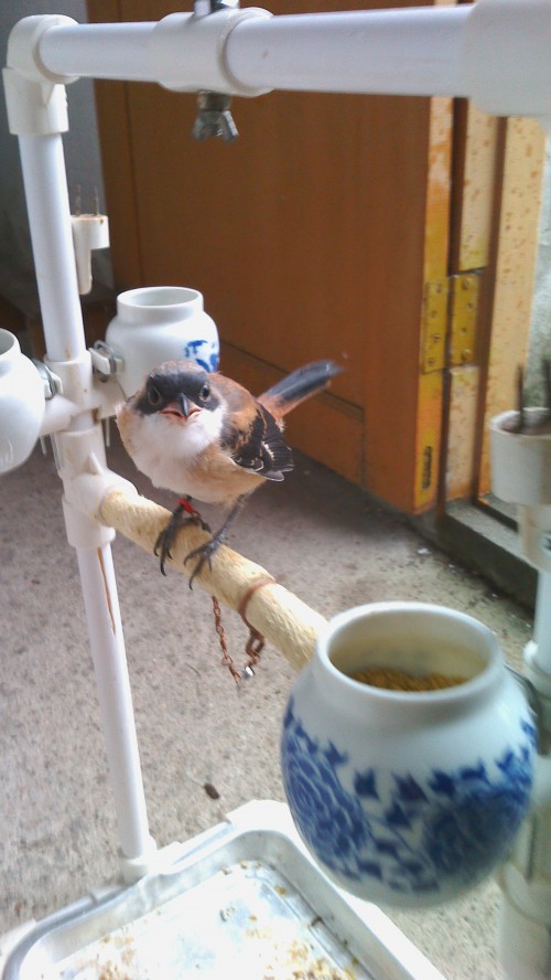 IMG_20140618_184738.jpg