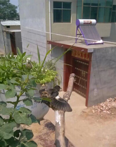 小黑白2.jpg