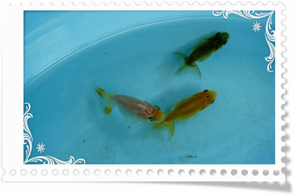 2014.6.12小宇野 013.jpg