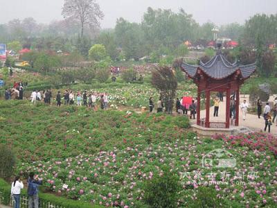 牡丹3.JPG
