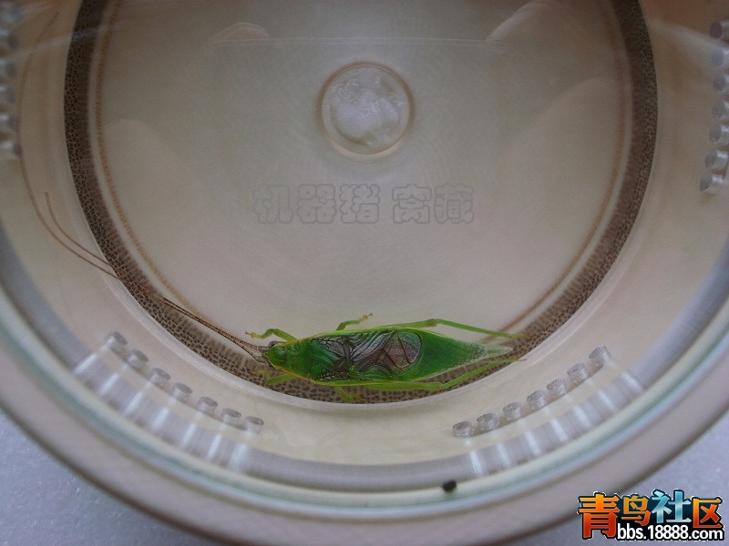金钟2.jpg