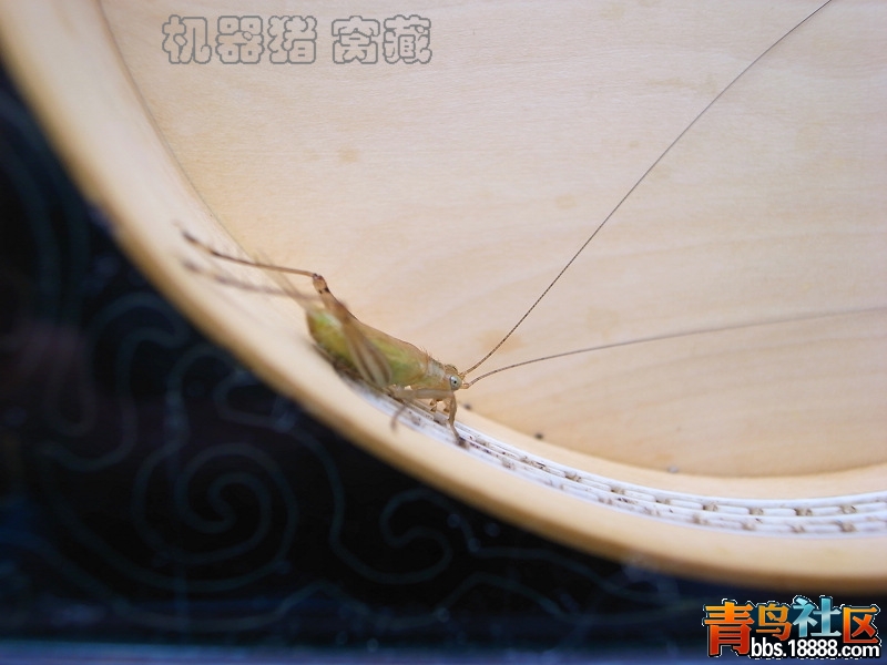 绿4.jpg