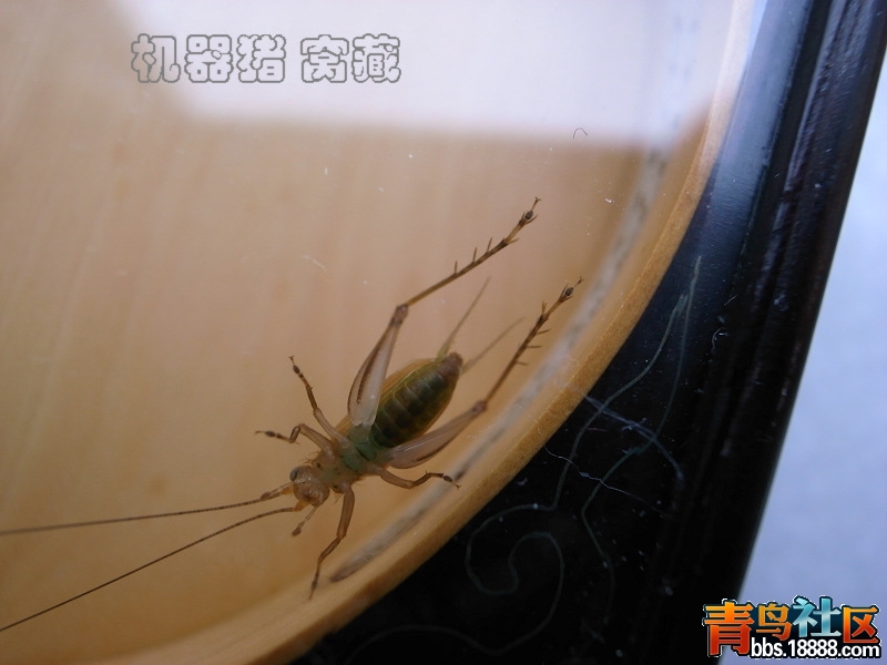 绿6.jpg