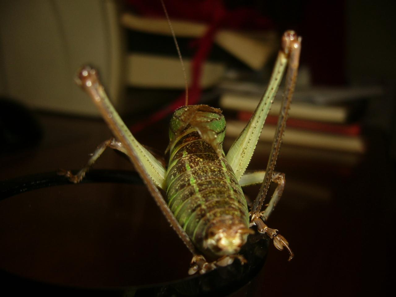 P1110065.JPG